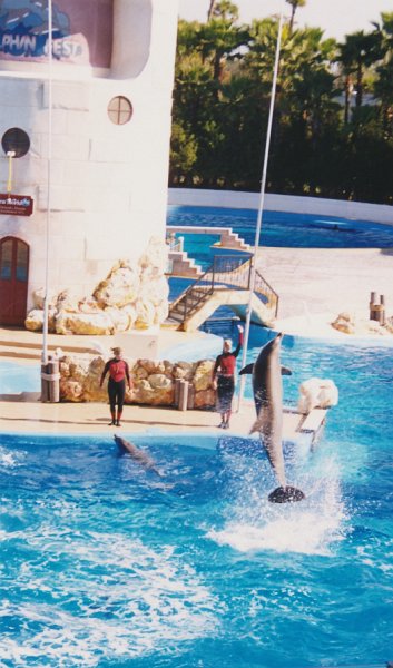 013-The dolphin show.jpg